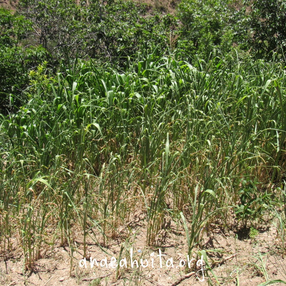 Totomoxtle, hoja de maíz - Imagen 4